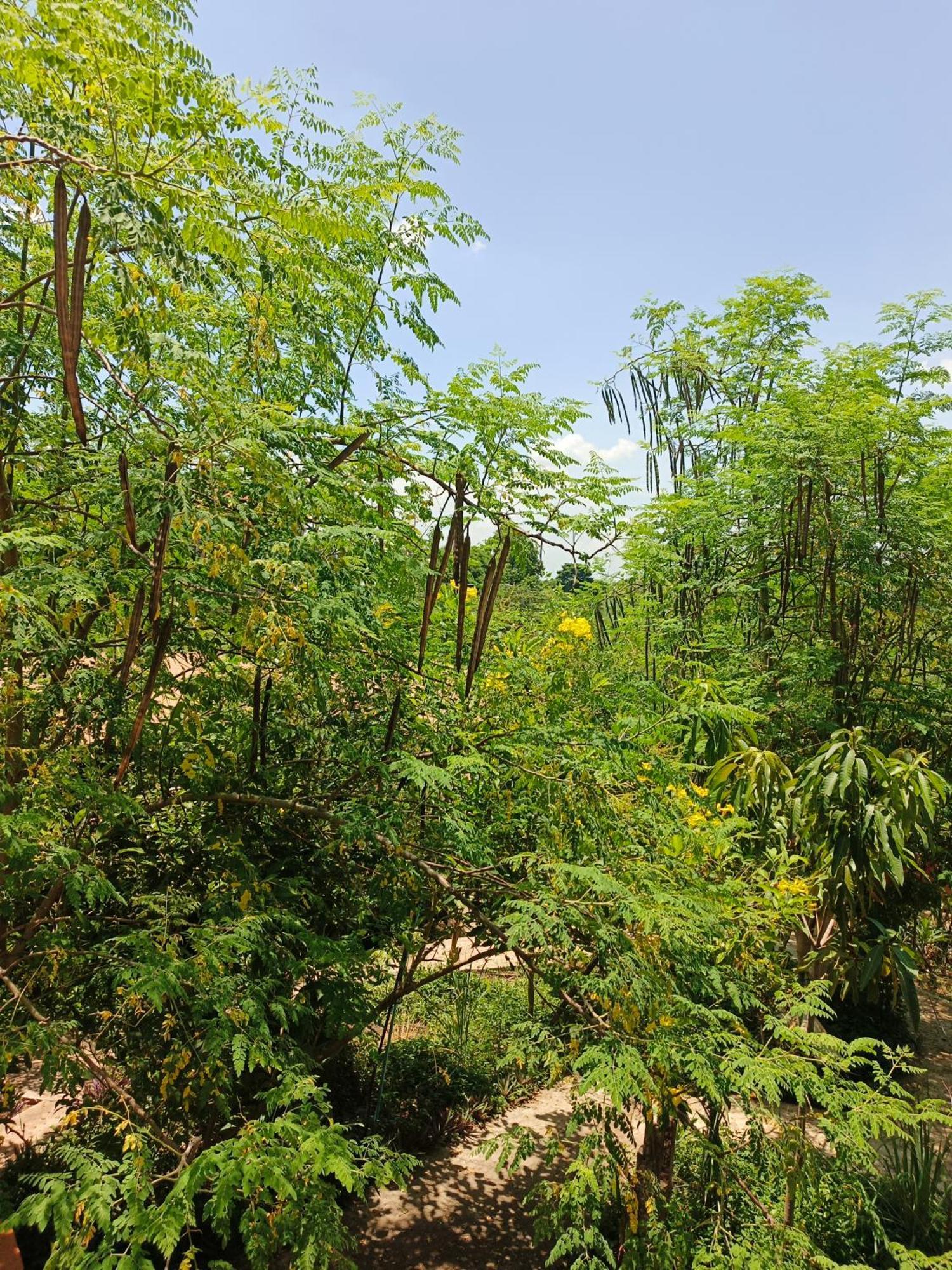 Silk Island Homestay 金边 外观 照片